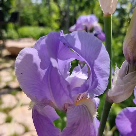 Rira - Rrajce, Shebenik 3* Perrenjas