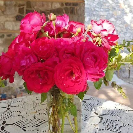 בית הארחה Rira - Rrajce, Shebenik